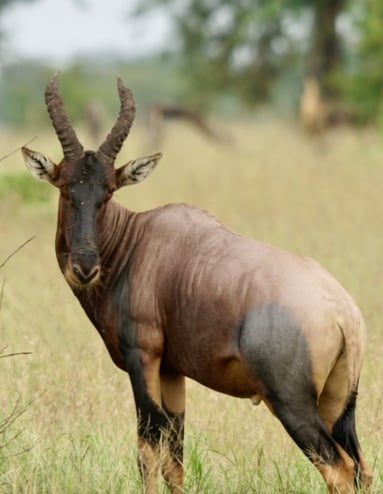 Raita foto Afrika