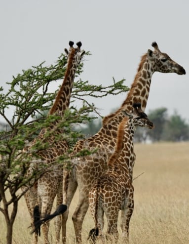 Raita foto Afrika