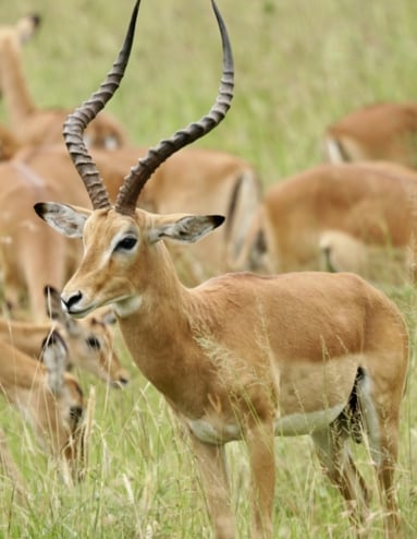 Raita foto Afrika