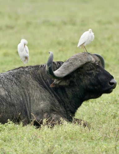 Raita foto Afrika