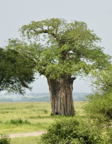 Raita foto Afrika