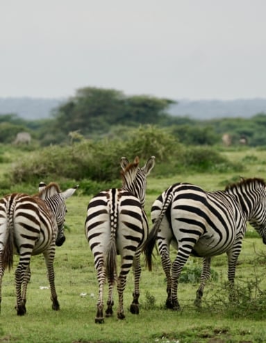 Raita foto Afrika