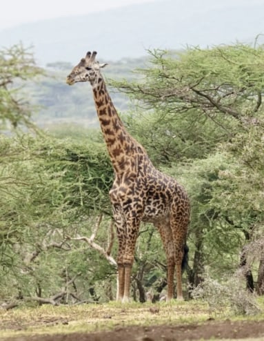 Raita foto Afrika