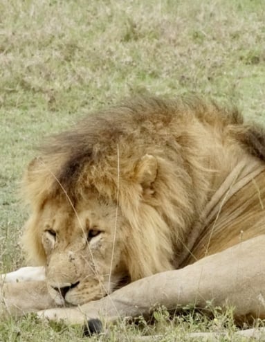 Raita foto Afrika